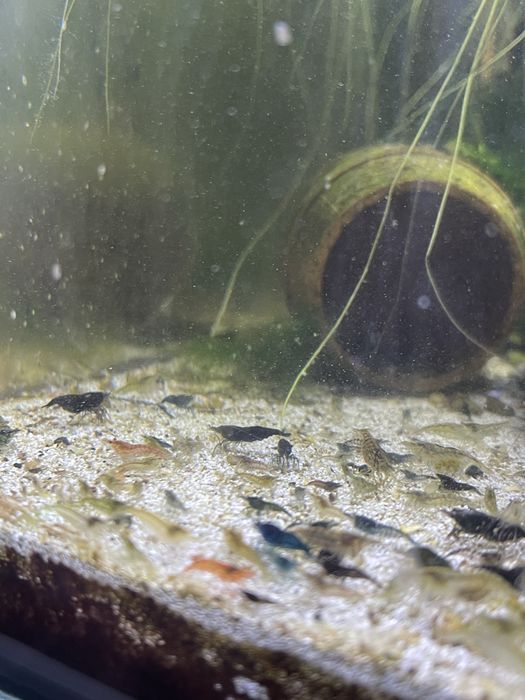 Camarões Neocaridina Multicolor Descartes de Seleções e Apuramentos