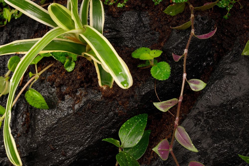 Terrarium 40x40x60 gekon jaszczurka tropikalne