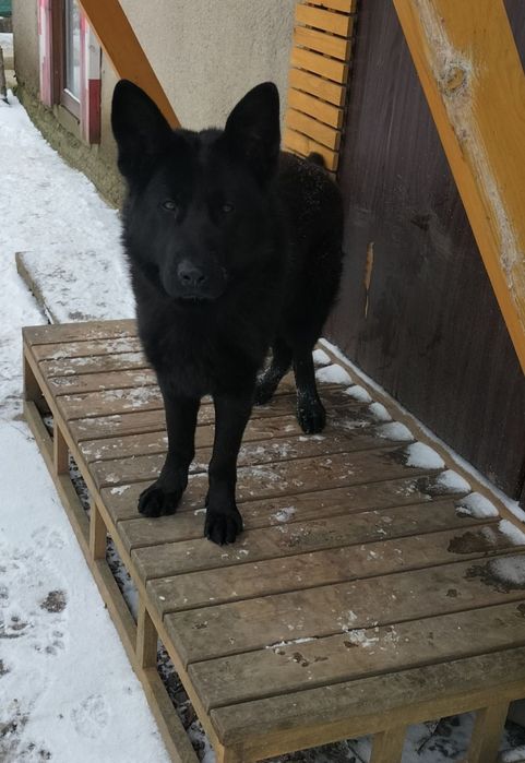 В'язка собак вівчарок