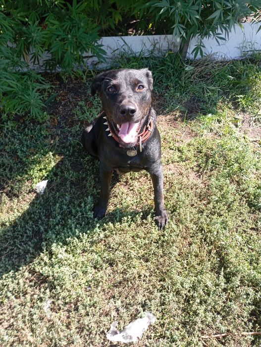 Продам щенка лабрадора