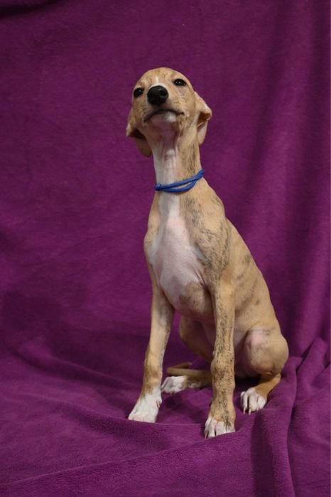 Whippet Chart Angielski-piesek