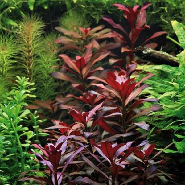 Ludwigia Glandulosa