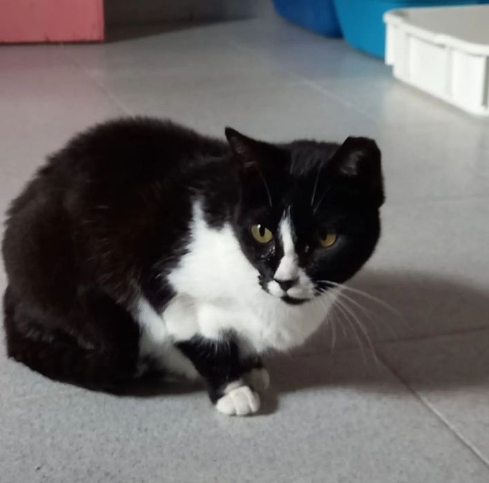 Gatinha Lira procura dono