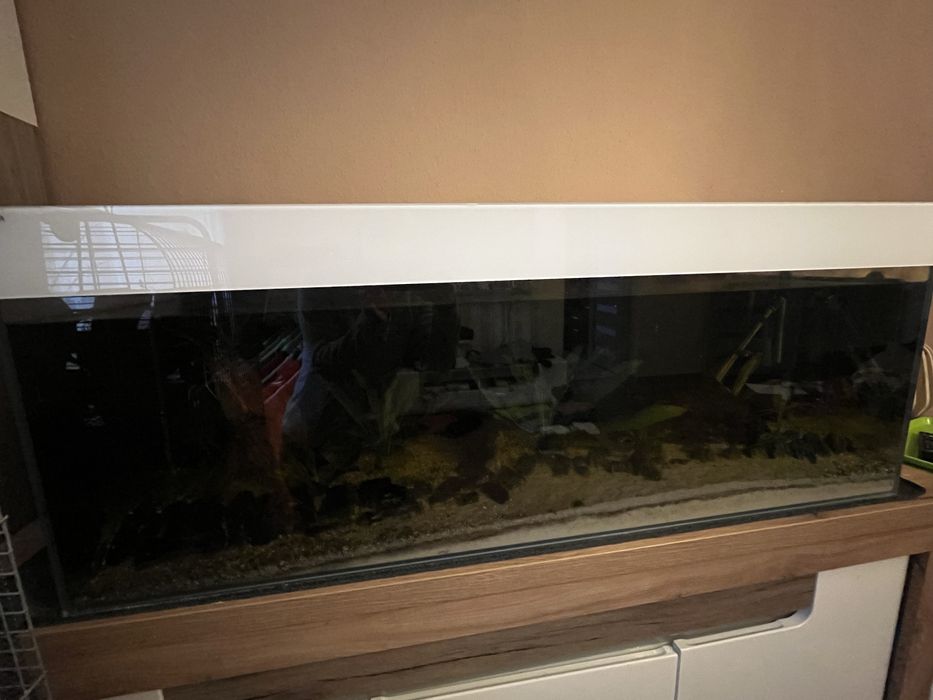 Akwarium zestaw 180l z rybkami