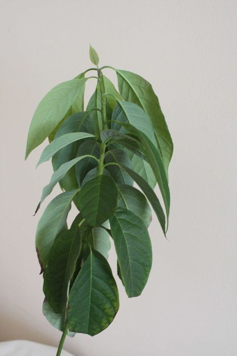 Drzewko awokado 2,5-letnie 60 cm.