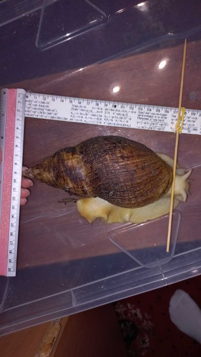 Равлики ахатина ретикулята альбіно