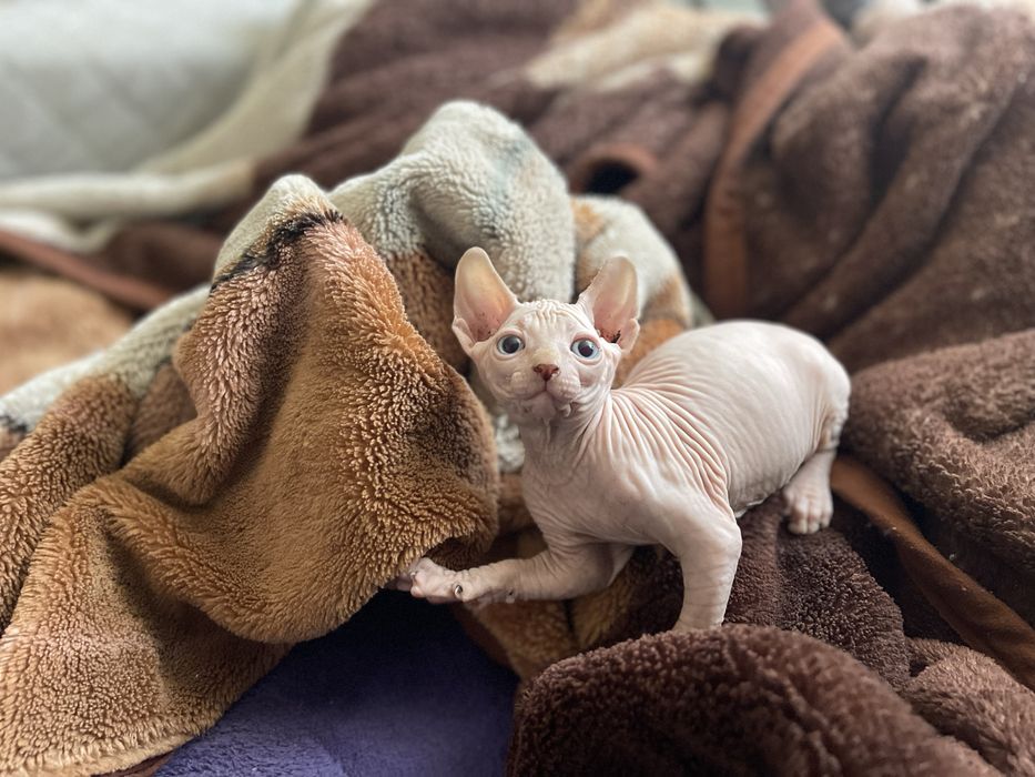 Sfinks  liliowy  kocurek WCF