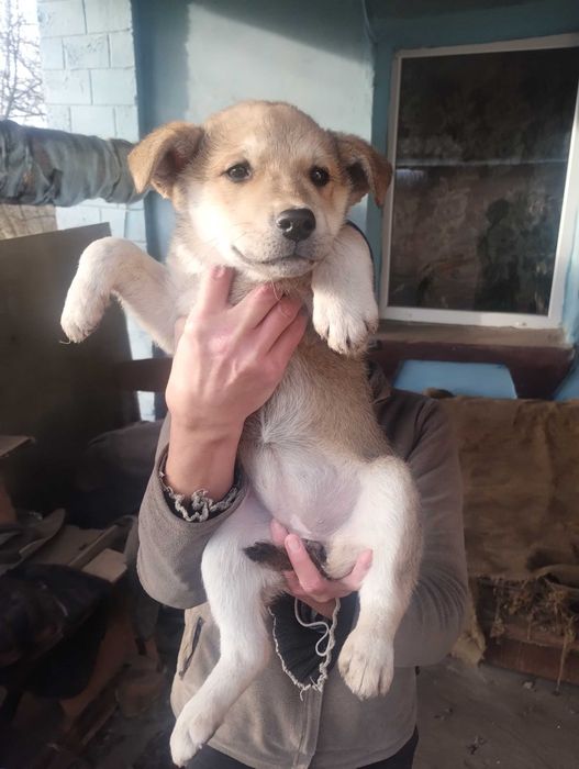 Подарую цуценят метіси Німецької вівчарки