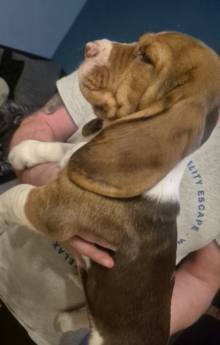 Suczka Beagle szczeniak