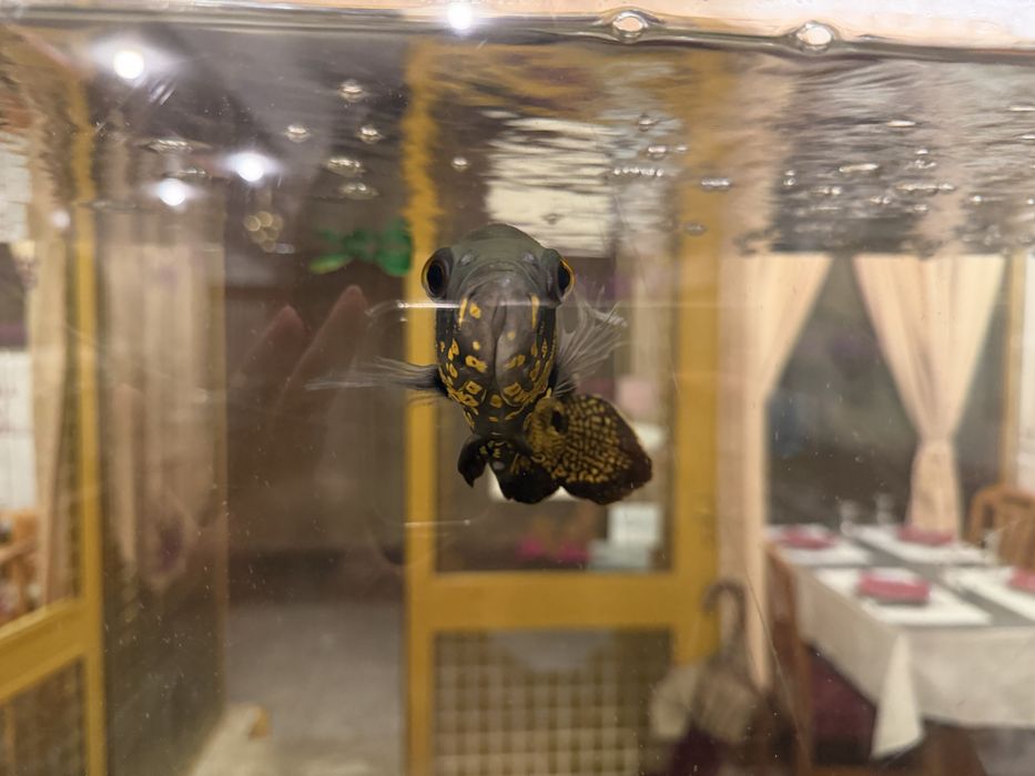 URGENTE Vendo Peixes Papagaio e Peixe Óscar OFERTA AQUÁRIO