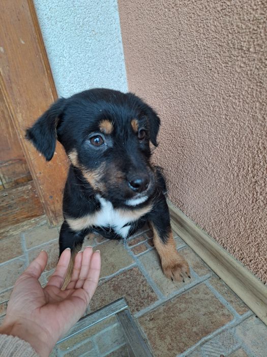 Віддам в хороші руки.