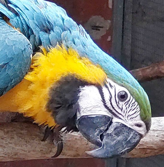 Araras e eclectus