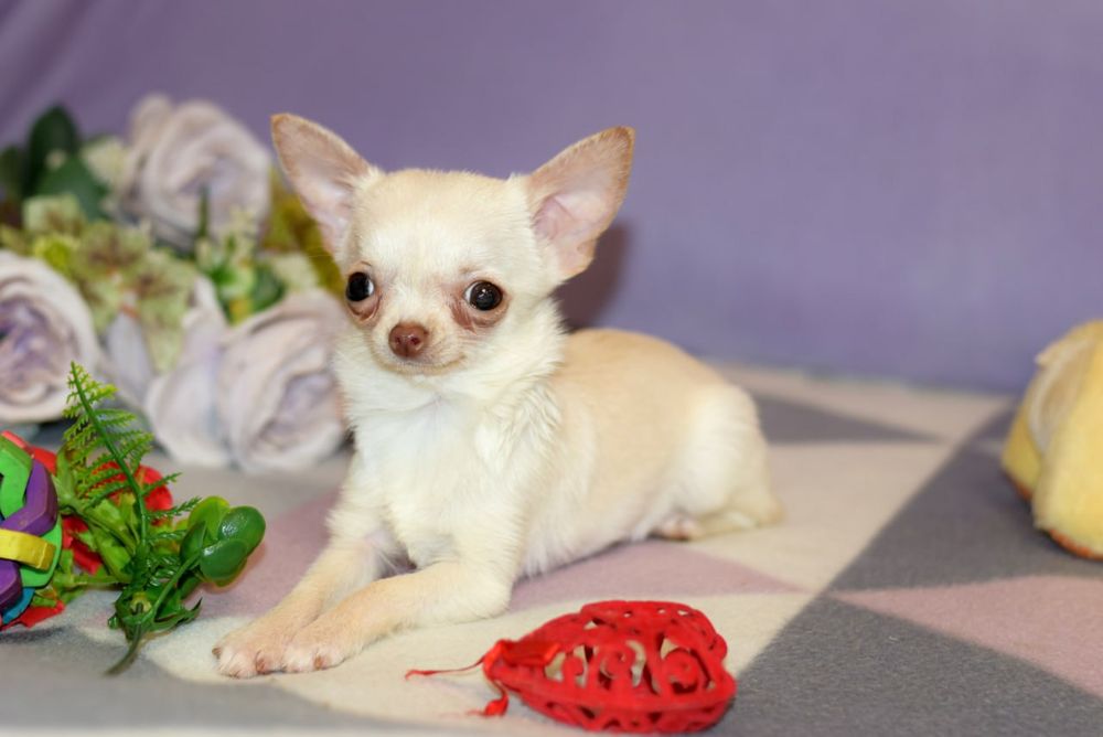 Микро мини девочка чихуахуа