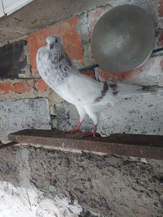 Gołebie garłacze górnosloskie