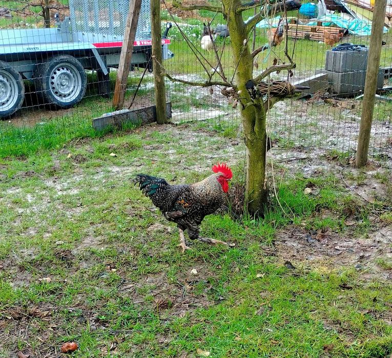 Galo Malinês com 10 meses, aceito troca por GANSO ou outro galo.