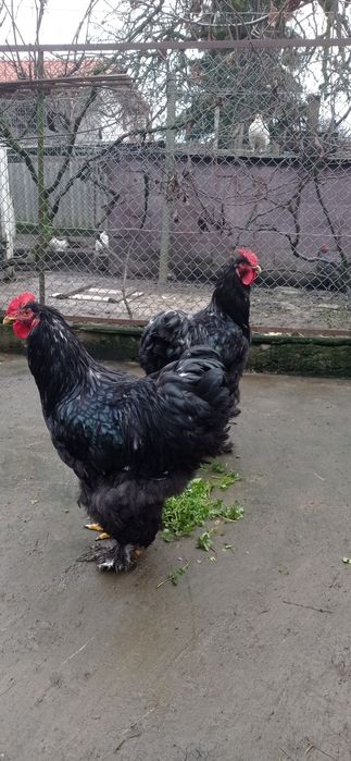 Півники чорного кохінхіна