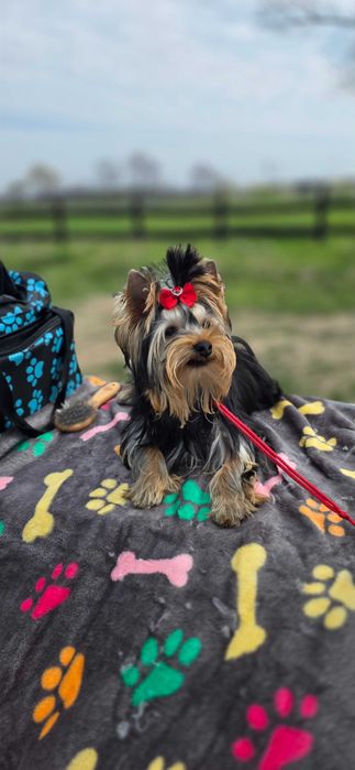 Yorkshire Terrier FCI samiec po Championach