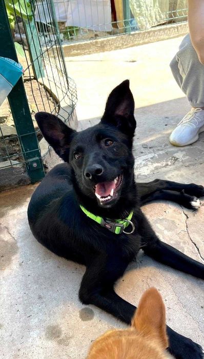 девочка метис немки