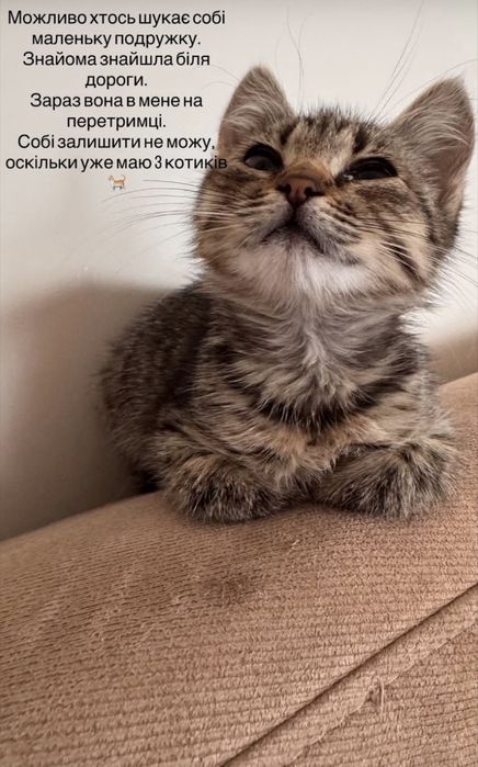 Шукаю люблячу родину для кошеняти