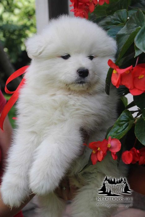 Suczka samoyed *FCI ZKwP* samojed