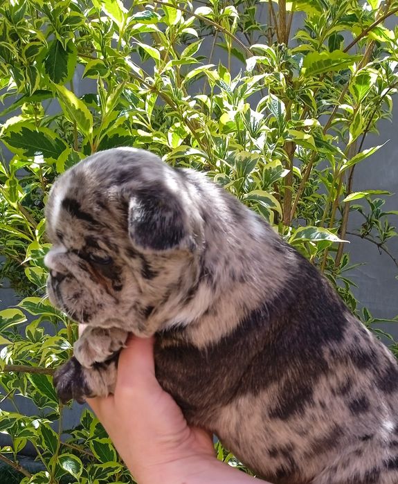 Французький бульдог