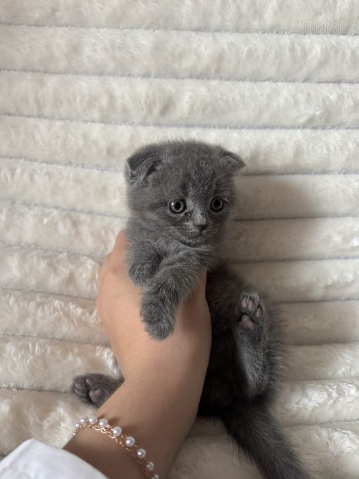 киці кошенята котики