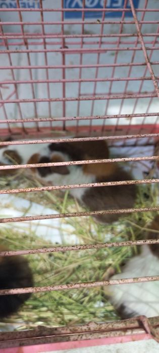 Свинки морские разные