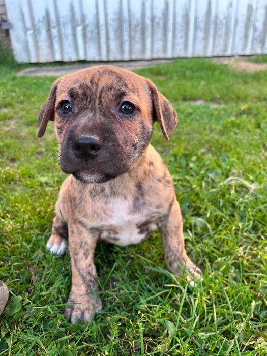 Amstaff piękny samiec pręgowany