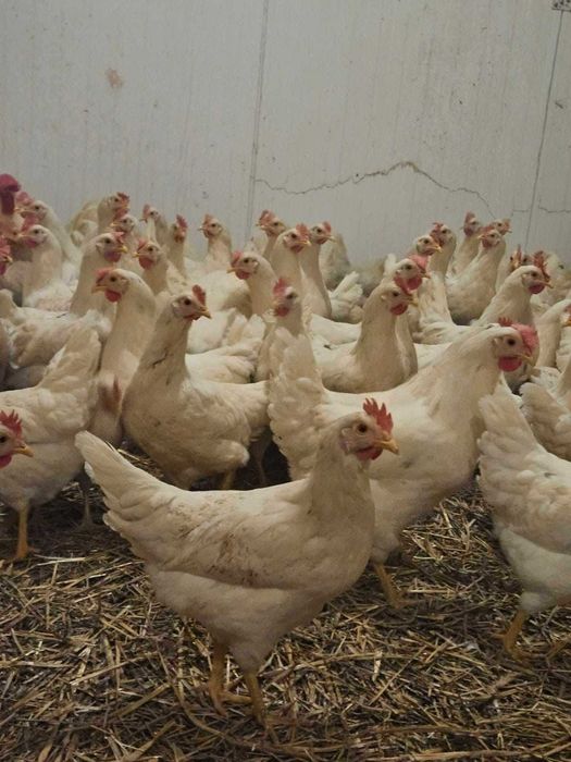 kury nioski 24 tyg. już niosą zapraszam