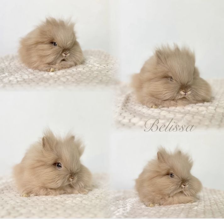 Kroliczki Karzełki Teddy najmniejsza rasa, Mini lopki