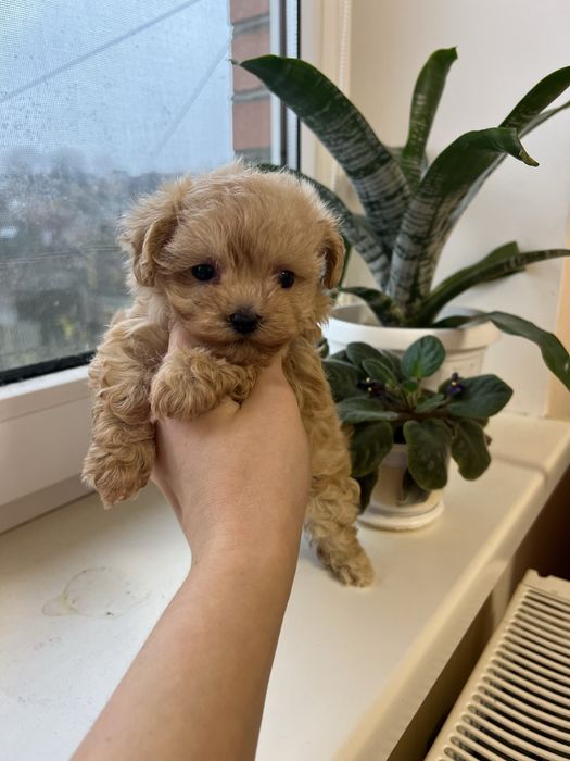 Мальтіпу дівчинка , мальтипу ф1 , мальтіпу