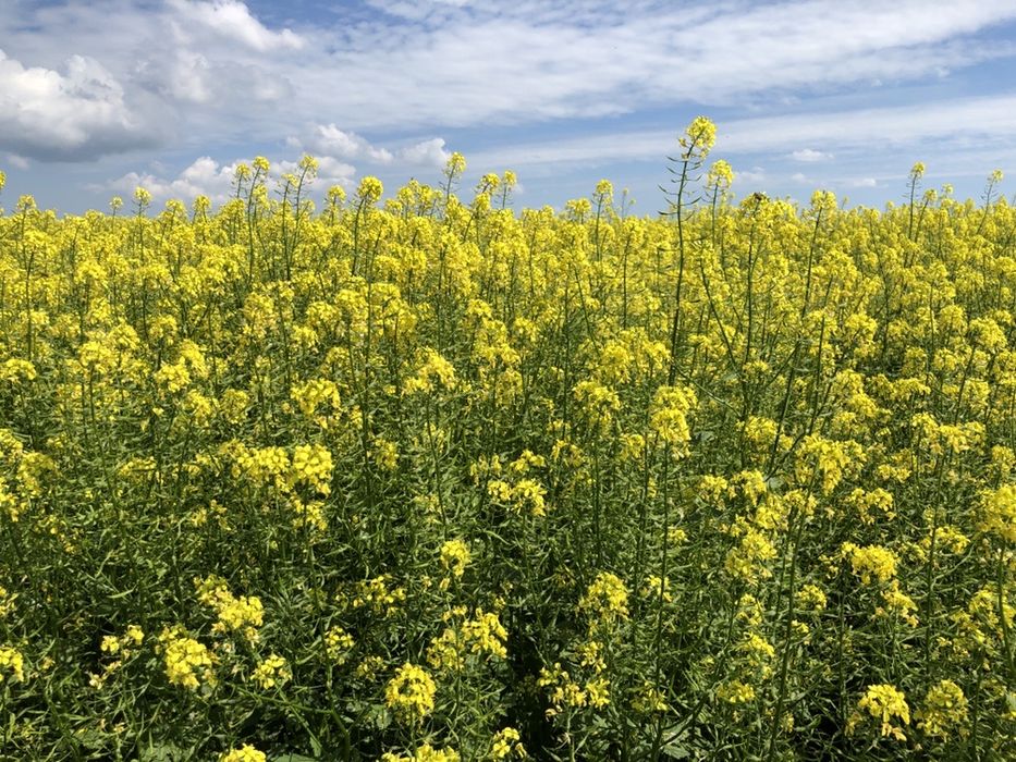 Gorczyca biała POLSKA dostawa pomorskie gratis