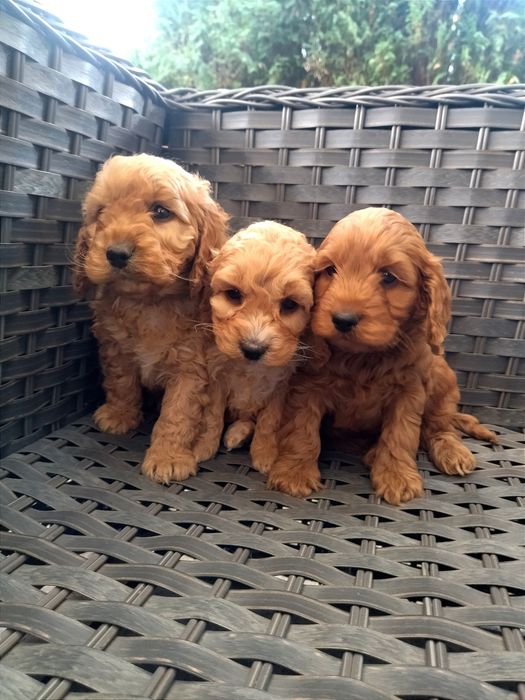 Cockapoo F1 - Chłopiec Skaryszew • OLX.pl