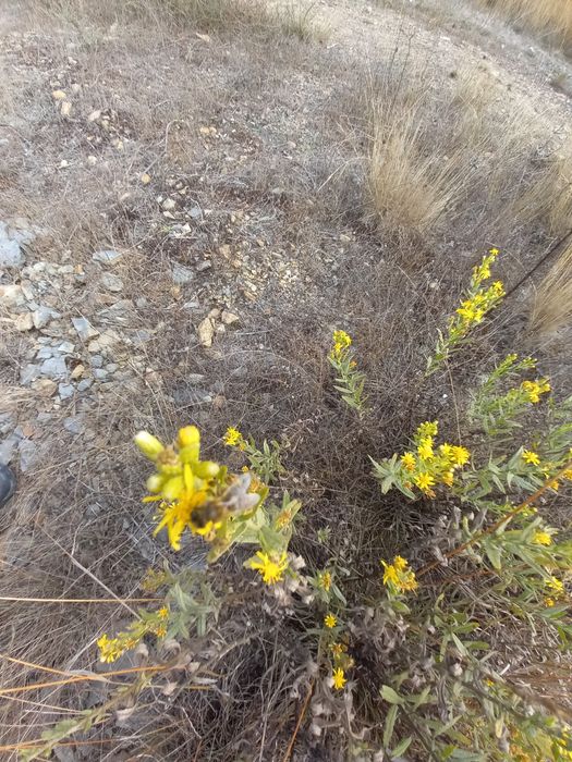 Mel Multifloral 100% Puro - Produção Própria de Excelente Qualidade