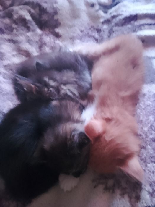 Отдам котят,в добрые руки,от сибирской кошки.
