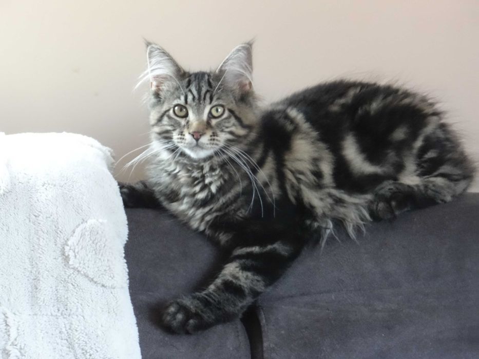 Kotek Maine Coon