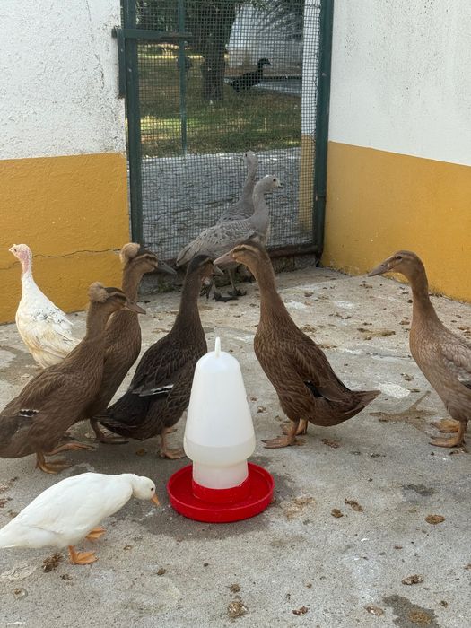 Patos cruzados evora