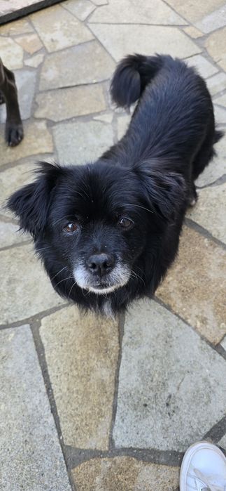 Do adopcji malutki piesek