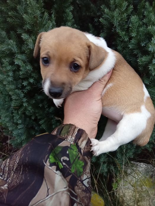 Продається дівчинка Джек Рассел Тер'єр