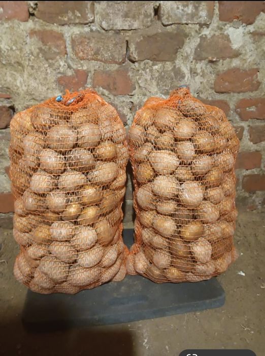 Sprzedam ziemniaki sadzeniaki odmiany Ignacy