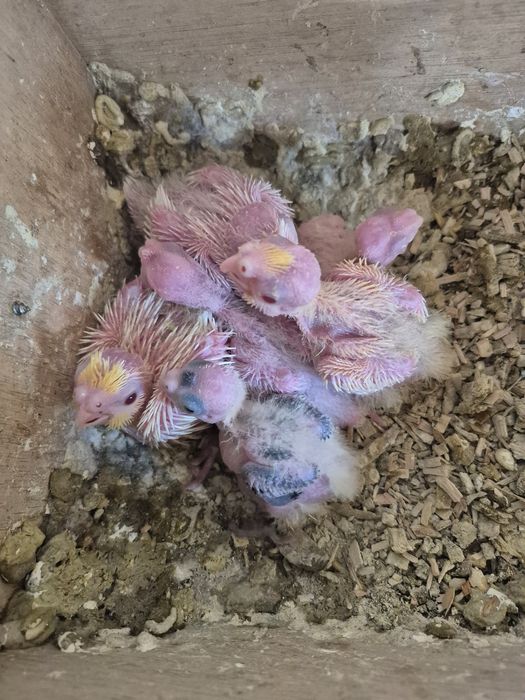 Caturras lutina e  albina