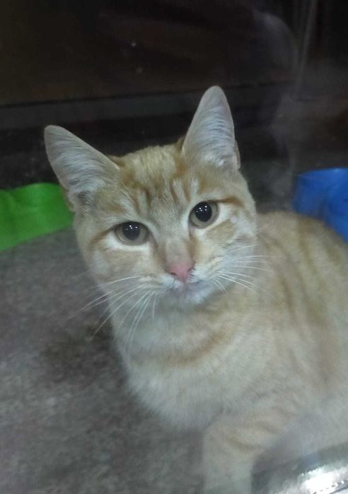 Gatinho para adopção responsável