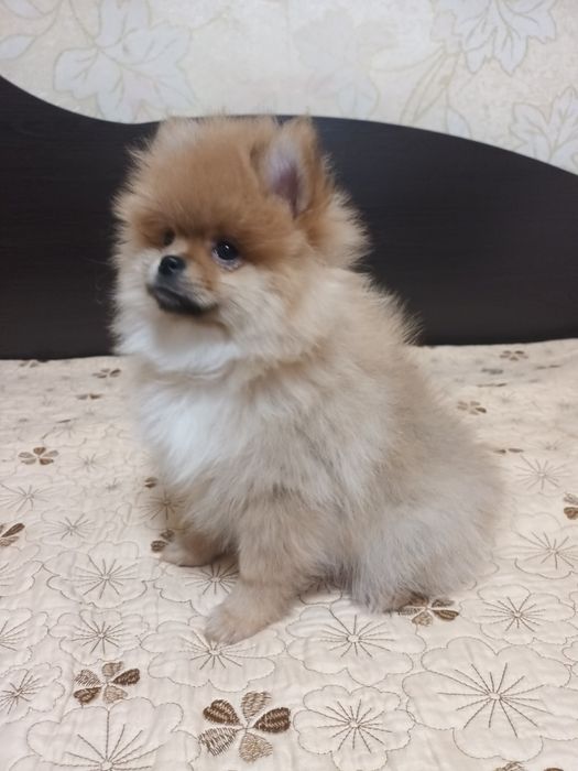 Девочка померанского шпица