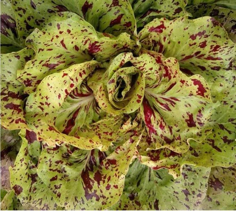 Nasiona kolekcjonerskie sałat pysznych, kruchych. Mix odmian.