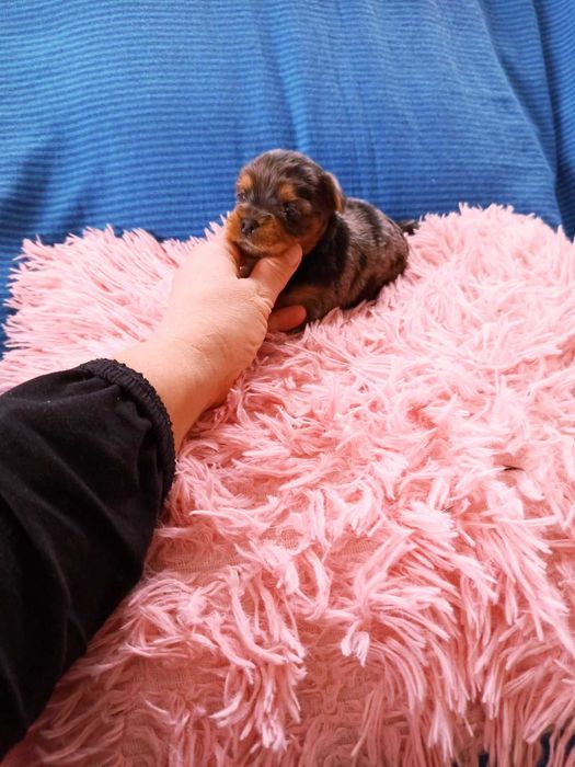 Piękna suczka York merle miniaturka Yorkshire Terrier blueberry