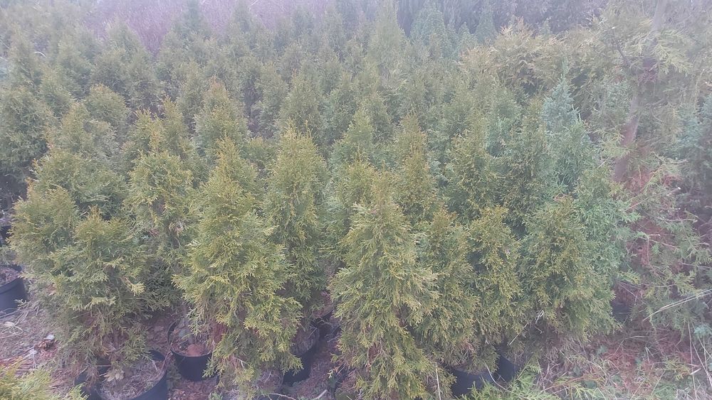 Thuja tuja żywotnik szmaragd 40-70 cm gęsta