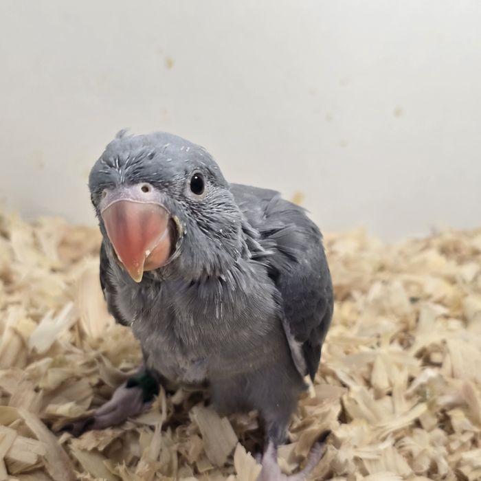 Lindos Ringnecks  Verdadeiros Companheiros de Estimação