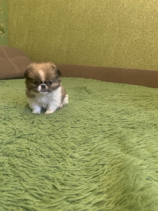 Цуценята Пекінесики