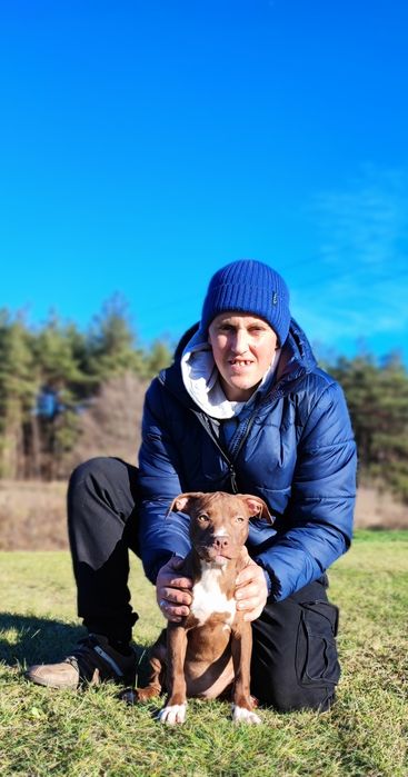 Американські Пітбультер'єри.Пітбуль