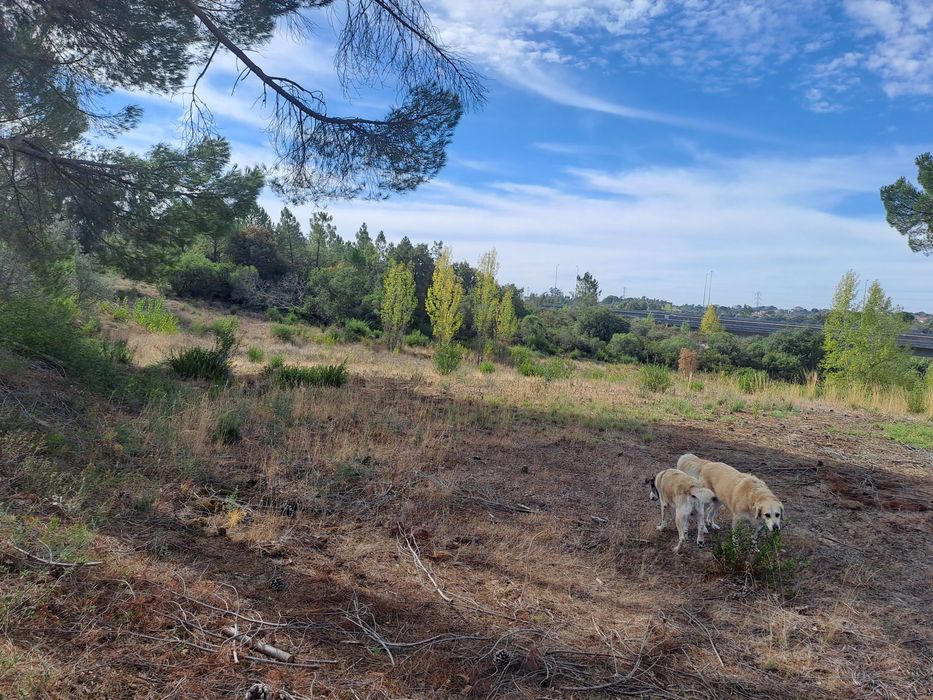Terreno com poço na Albufeira do Carril